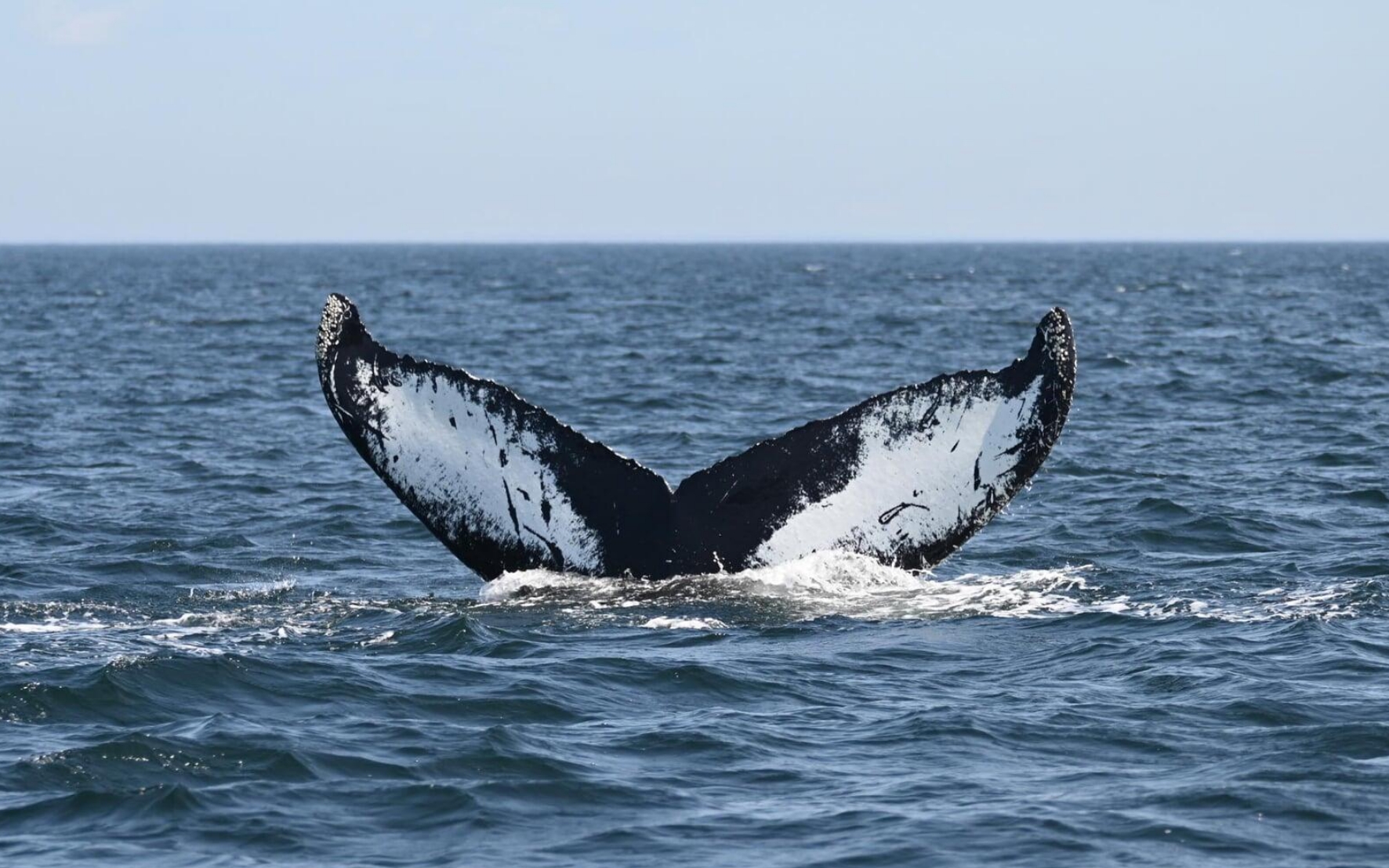 Queue d’une baleine à bosse émergeant de l’eau avant une plongée dans le golfe du Saint-Laurent.