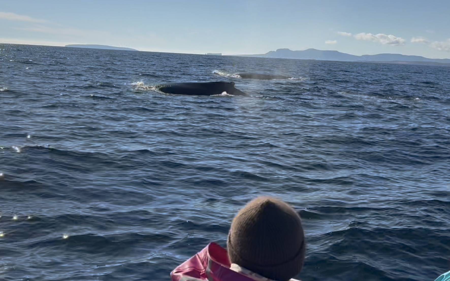 Passager observant une baleine à la surface du golfe du Saint-Laurent lors d'une excursion en mer en Gaspésie.