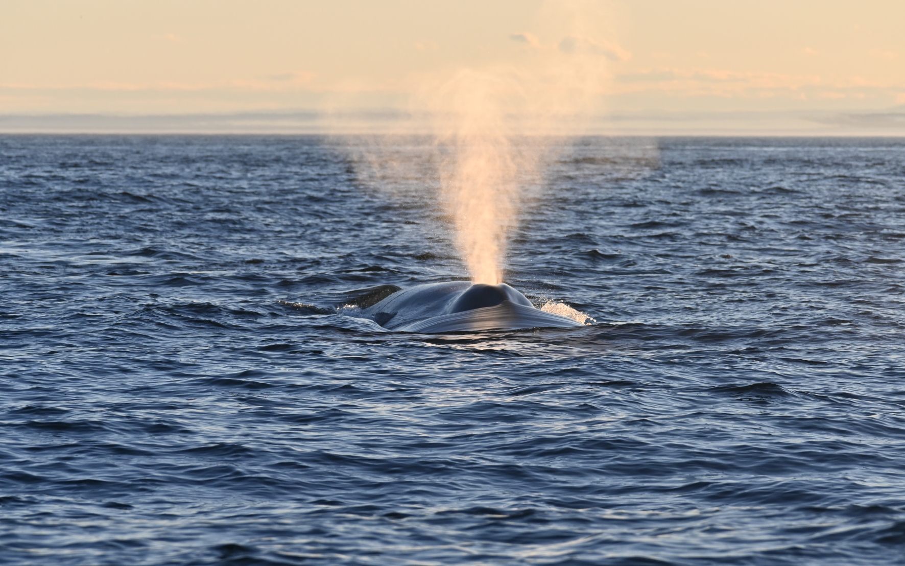Rorqual commun à la surface de l’eau expulsant un puissant souffle dans le golfe du Saint-Laurent.