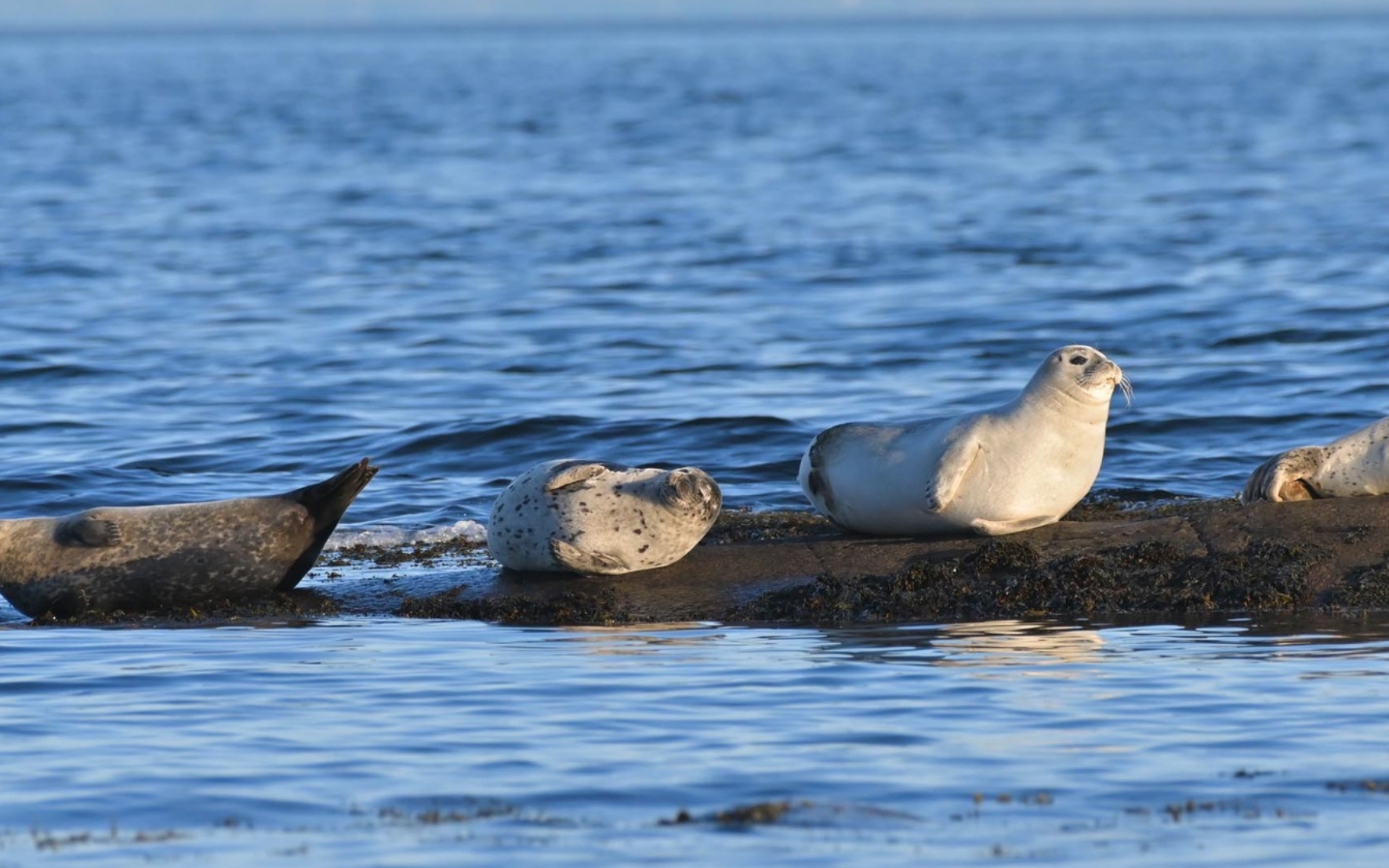 Plusieurs phoques gris se reposant sur un récif rocheux dans les eaux du golfe du Saint-Laurent en Gaspésie.
