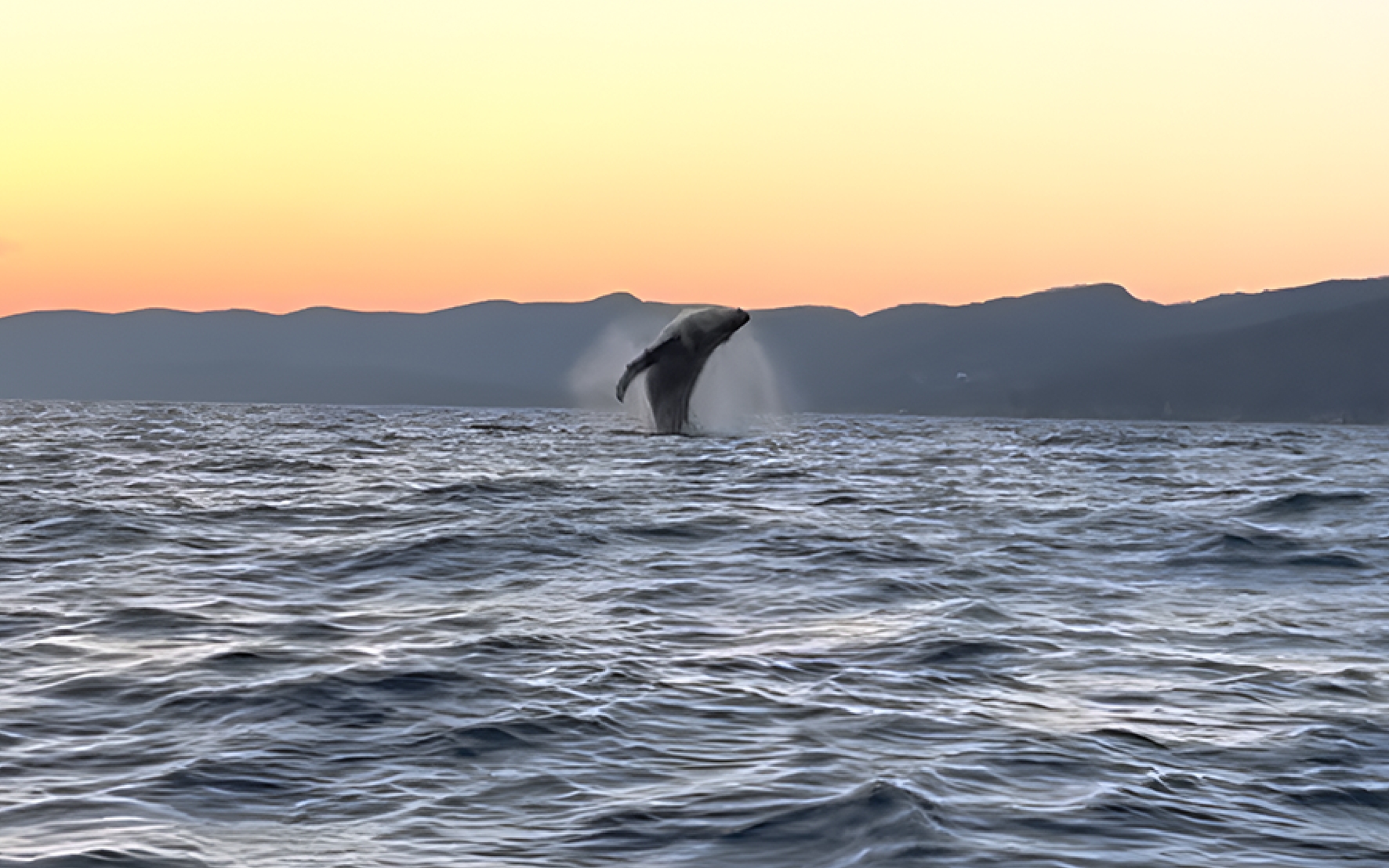 Baleine à bosse effectuant un spectaculaire saut hors de l’eau dans le golfe du Saint-Laurent au coucher du soleil.