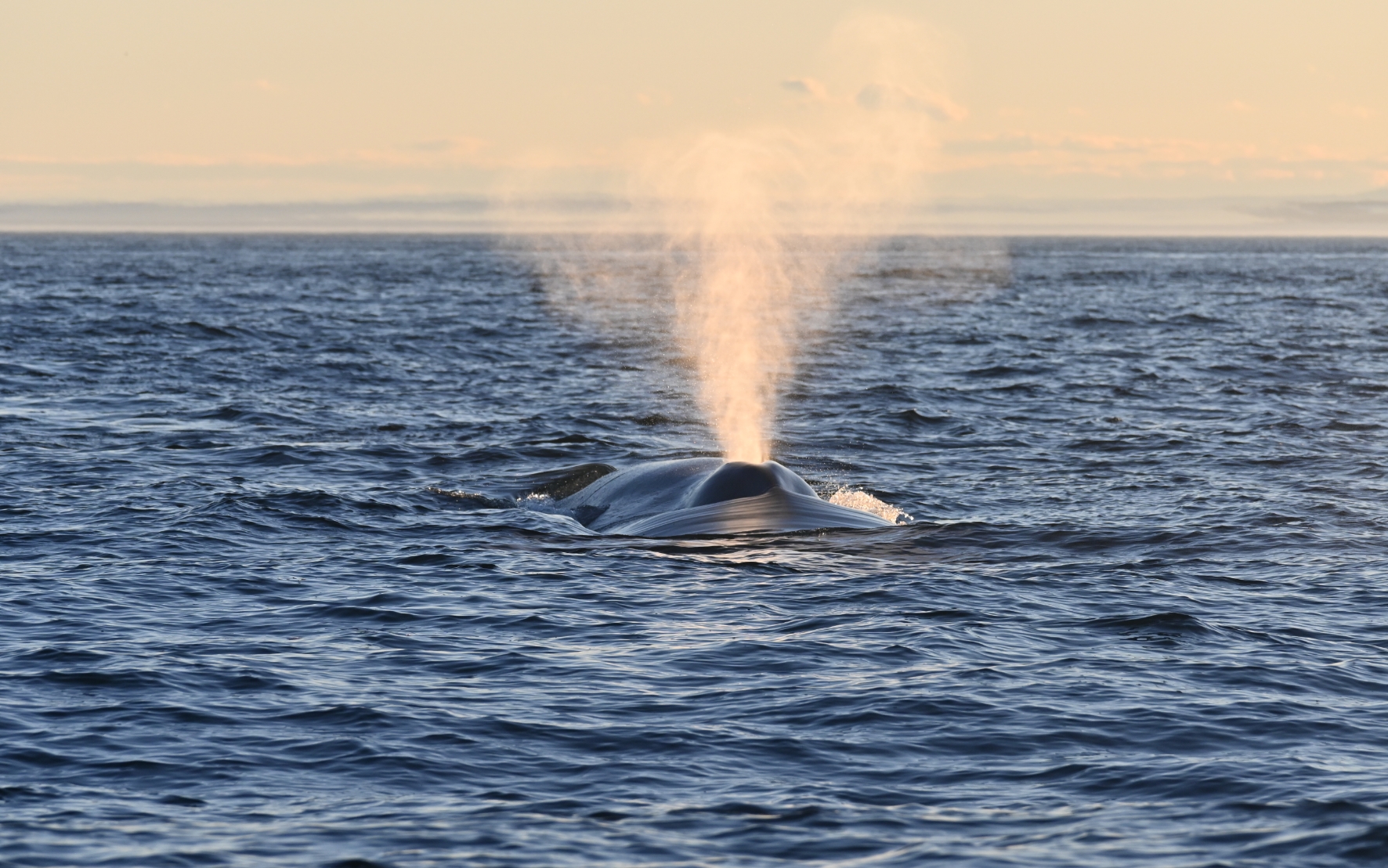 Rorqual commun à la surface de l’eau expulsant un puissant souffle dans le golfe du Saint-Laurent.