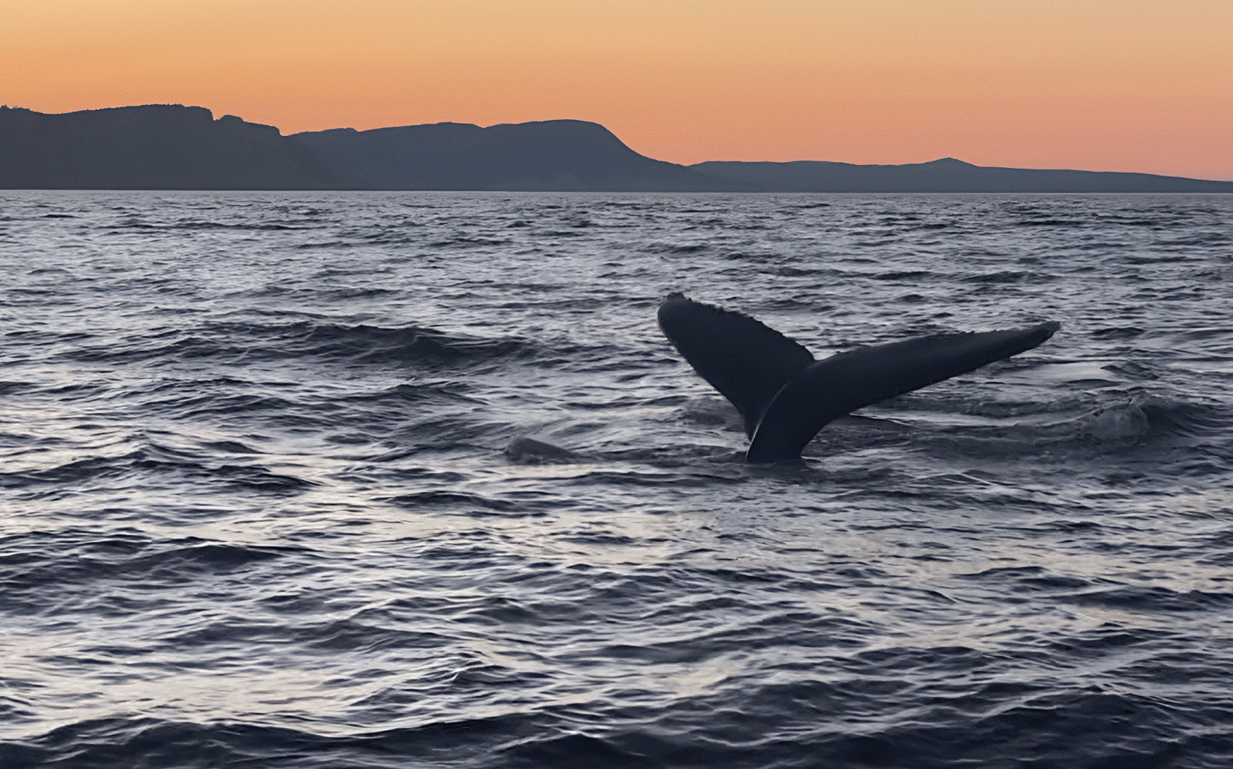 Queue de baleine émergeant du golfe du Saint-Laurent au coucher du soleil, devant les côtes de Forillon.