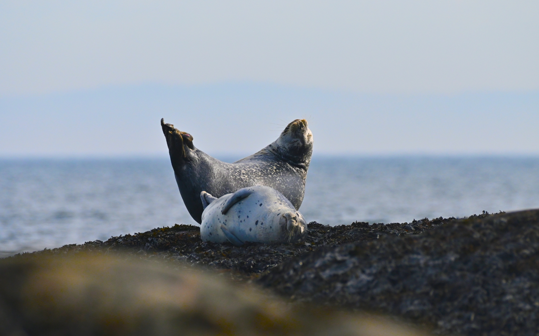 Deux phoques gris se reposant sur un récif rocheux au bord du golfe du Saint-Laurent en Gaspésie.